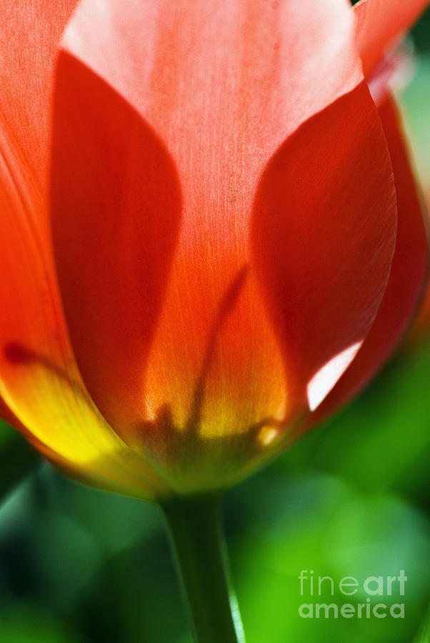 Red Tulip Blossom Photograph by Ray Laskowitz - Printscapes
