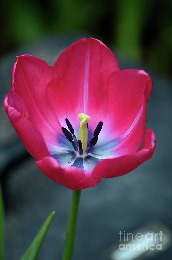 Red tulip blossom with stamen and petals and pistil Photograph by Imran Ahmed