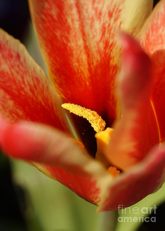 Red Tulip Calyx 8 Photograph by Rudi Prott