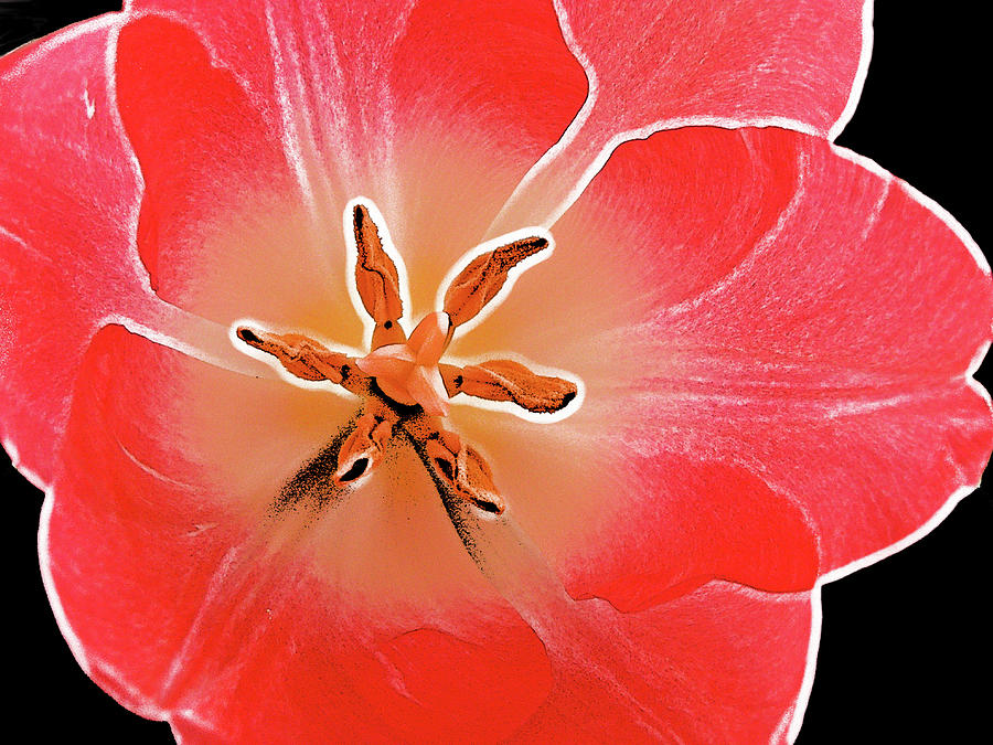 Red Tulip Photograph by Charles Muhle