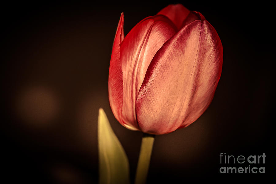 Red tulip-close up Photograph by Claudia M Photography