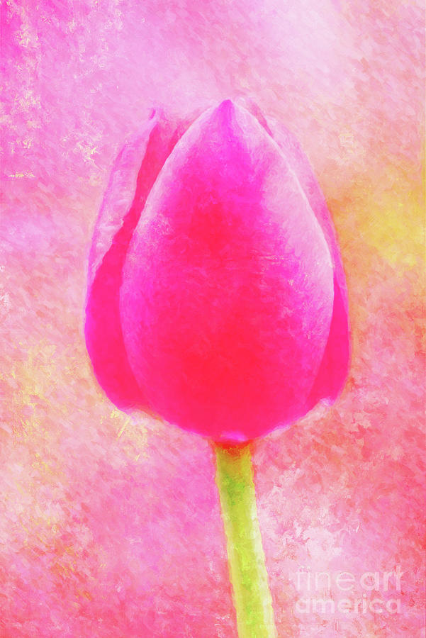 Red Tulip Dressed For Spring Photograph