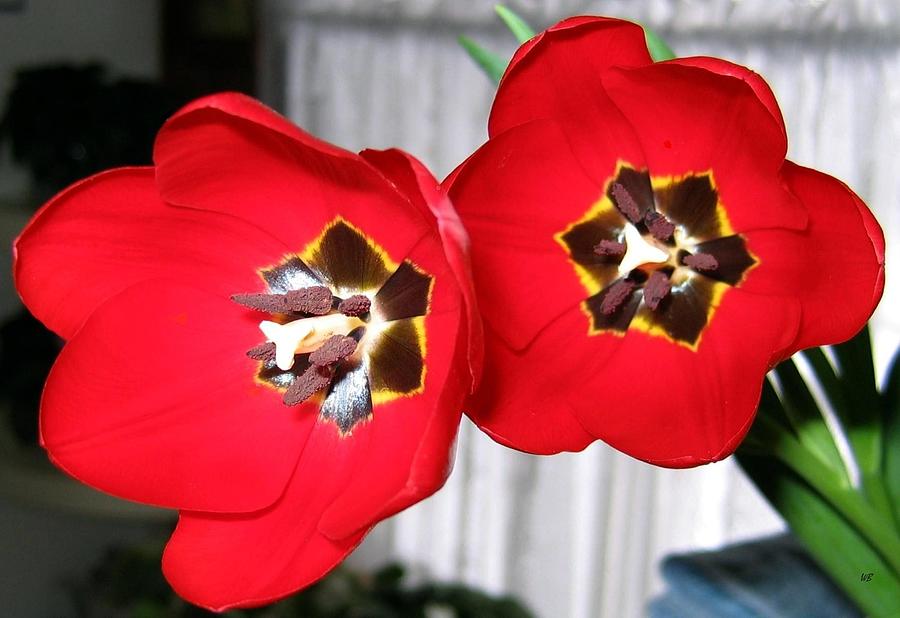 Red Tulip Duo Photograph by Will Borden
