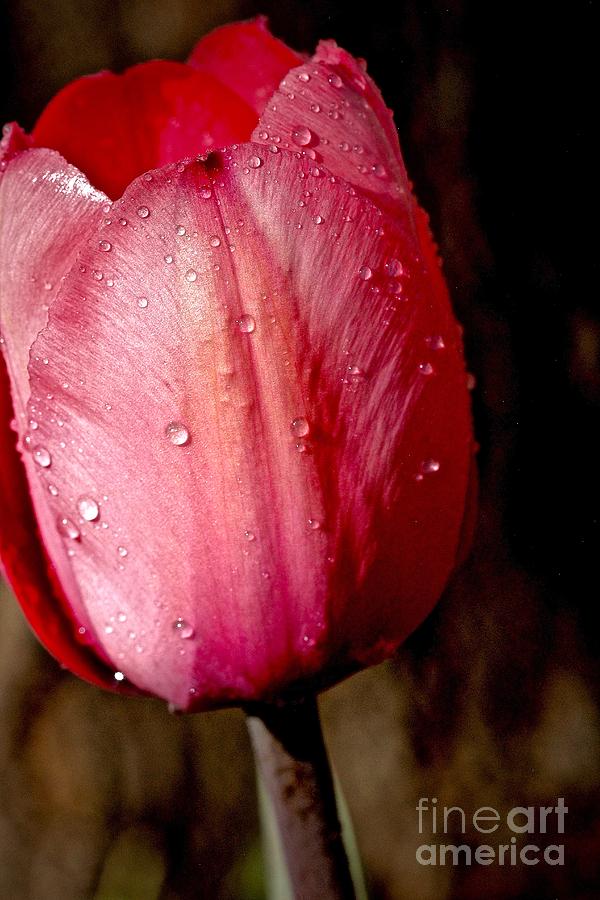 Red Tulip Photograph by Elisabeth Derichs