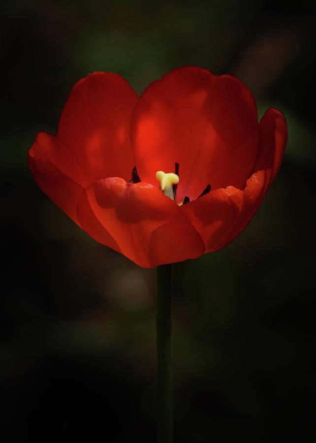 Red Tulip Photograph by Ernest Echols