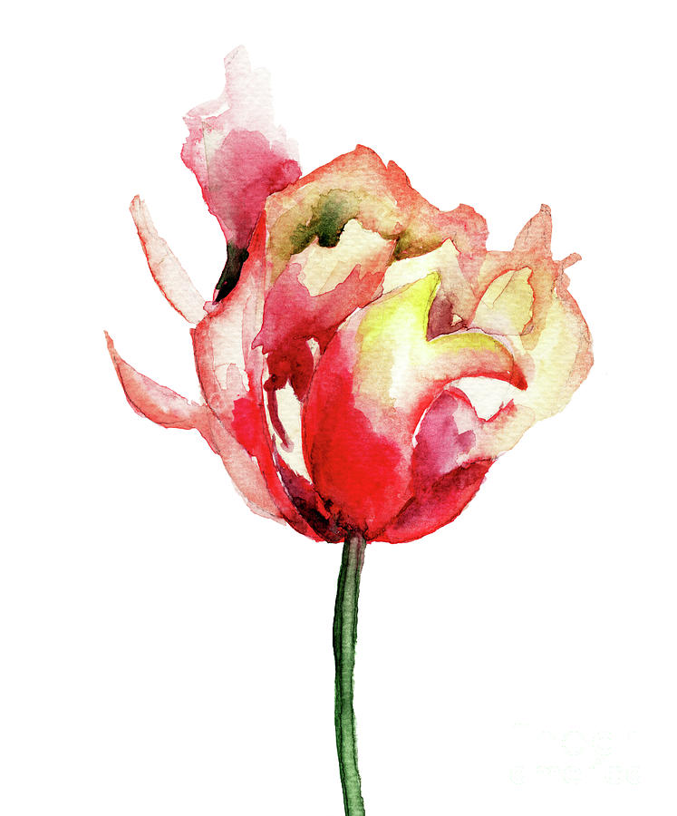 Spring Painting - Red Tulip flower by Regina Jershova