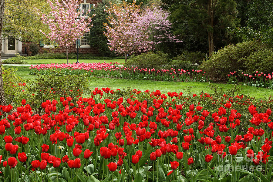 Red Tulip Garden Photograph by CJ McKendry - Fine Art America