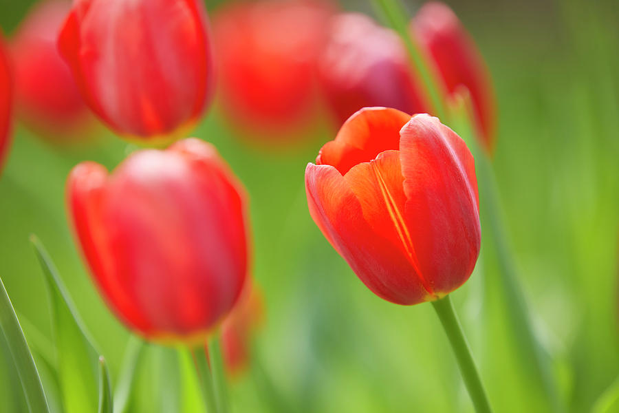 Red tulip Photograph by Garden Gate magazine