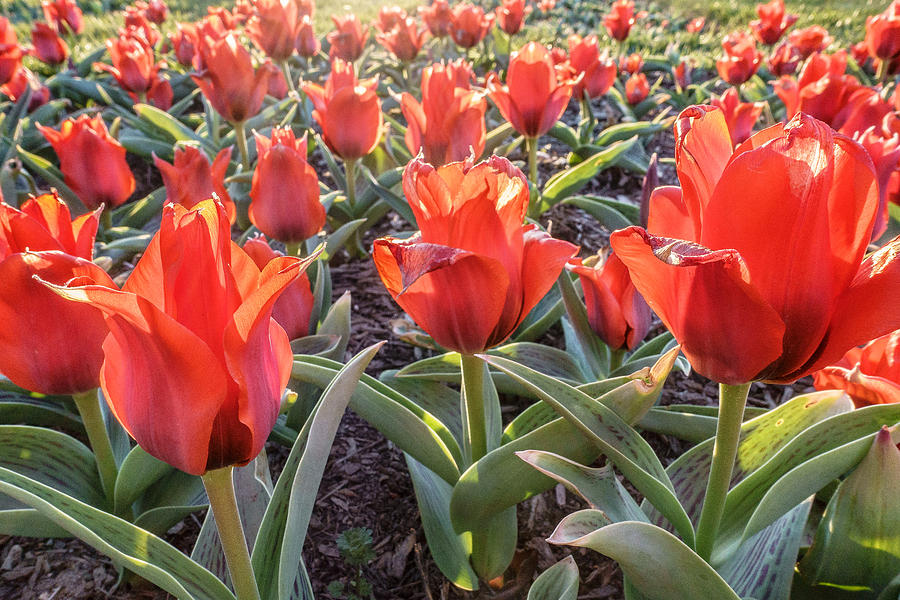 Red Tulip Garden Photograph by SR Green