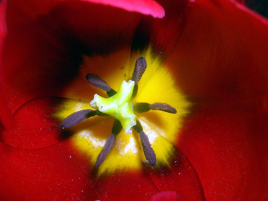 Red Tulip Photograph by George Jones