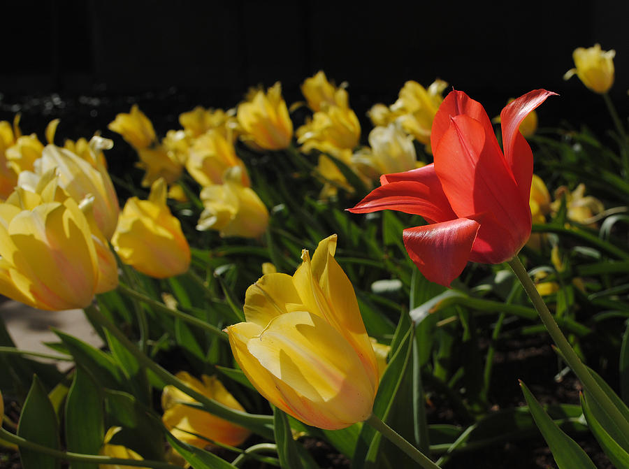 Red Tulip Photograph by Glory Ann Penington