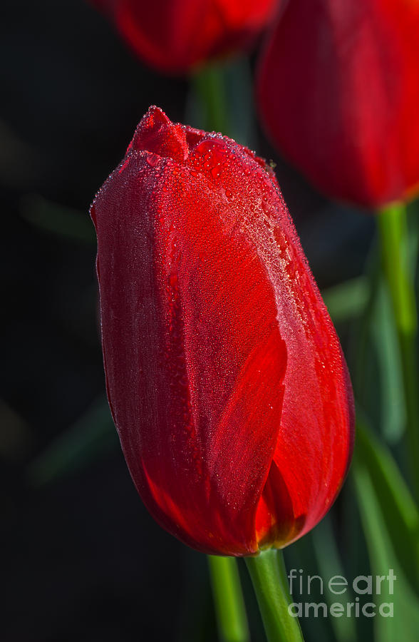 Spring Photograph - Red Tulip - HD by M J