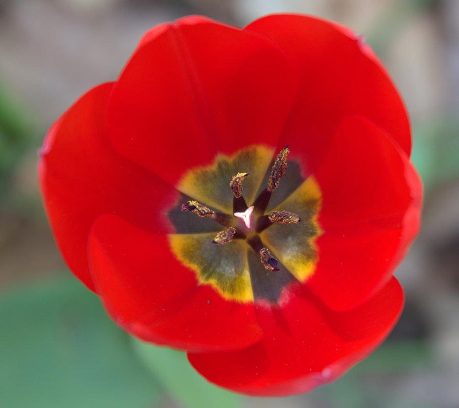 Tulip Photograph - Red Tulip in 3D by Liz Allyn Tulip Photograph - Red Tulip in 3D by Liz Allyn