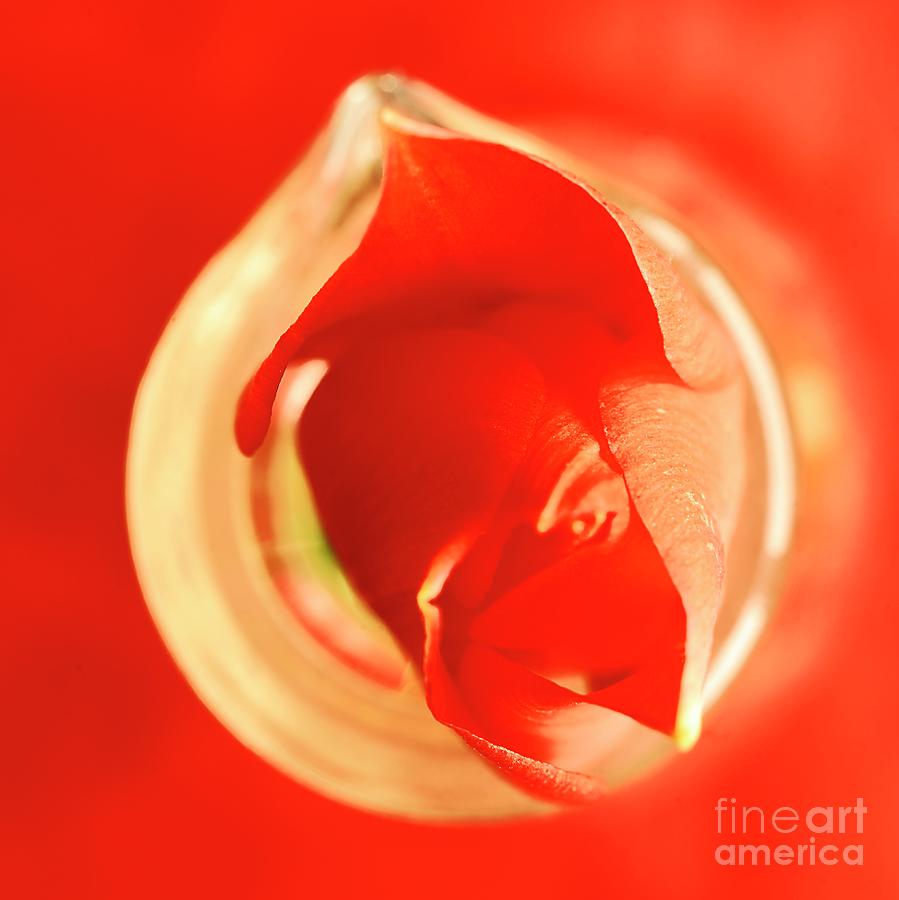 Red Tulip In Abstract Style. Photograph by Alexander Vinogradov