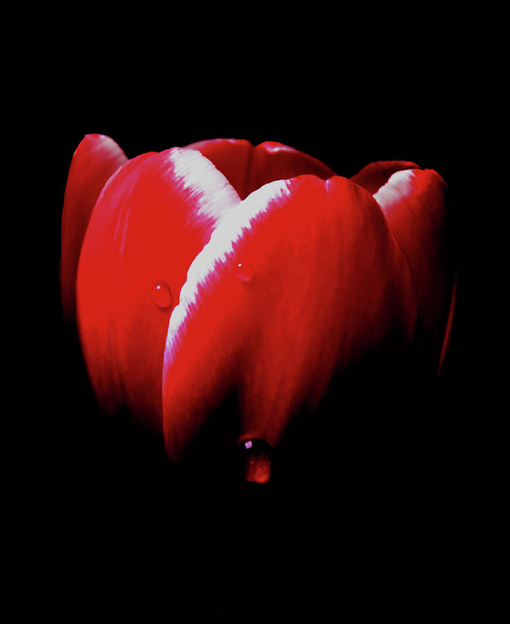 Red Tulip In The Shadows Photograph by Johanna Hurmerinta
