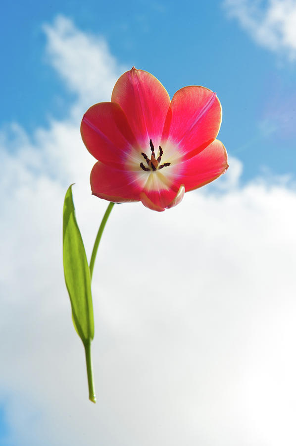 Red Tulip in the Sky Photograph by Helen Jackson