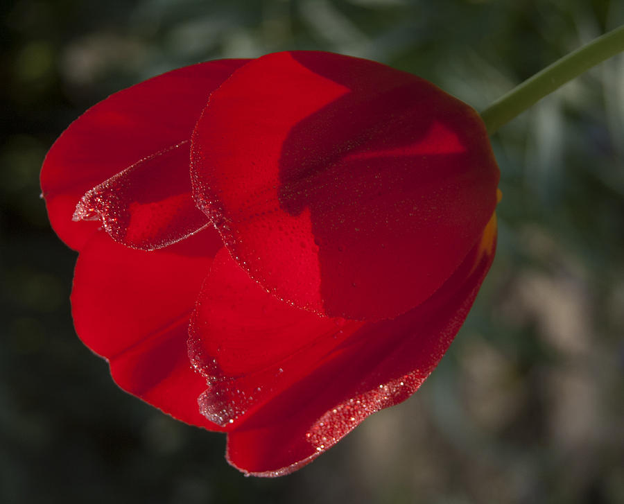 Red Tulip in the Sun Photograph by Janis Kirstein
