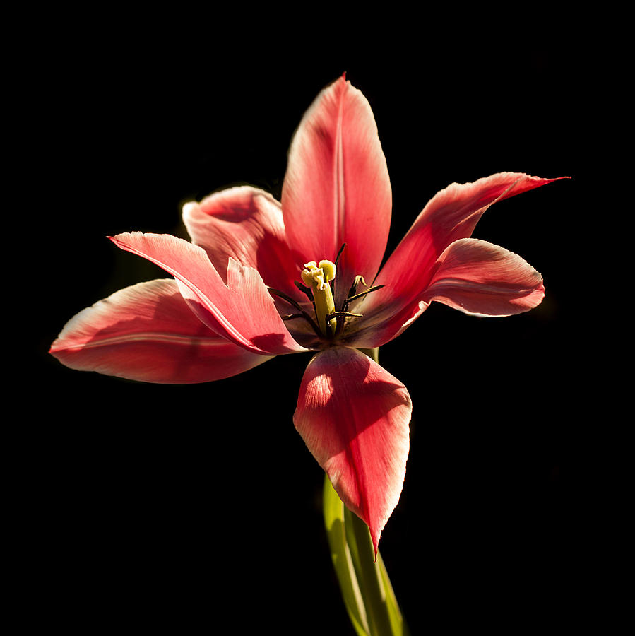Red Tulip - 365-8 Photograph by Inge Riis McDonald