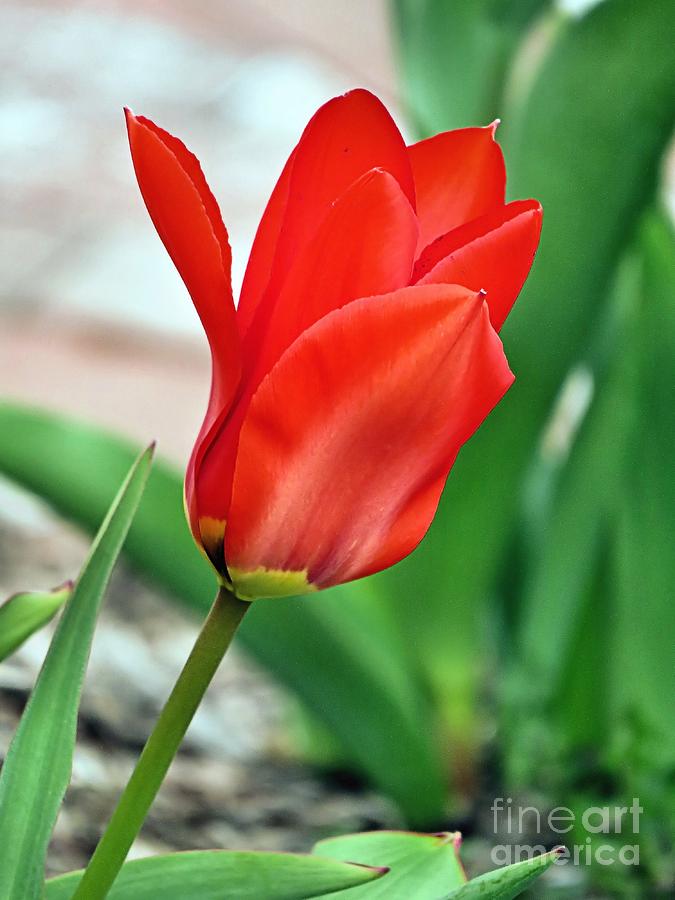 Red Tulip Photograph by Janice Drew