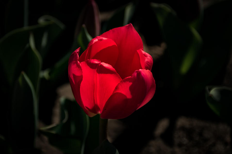 Red Tulip Photograph by Jay Stockhaus