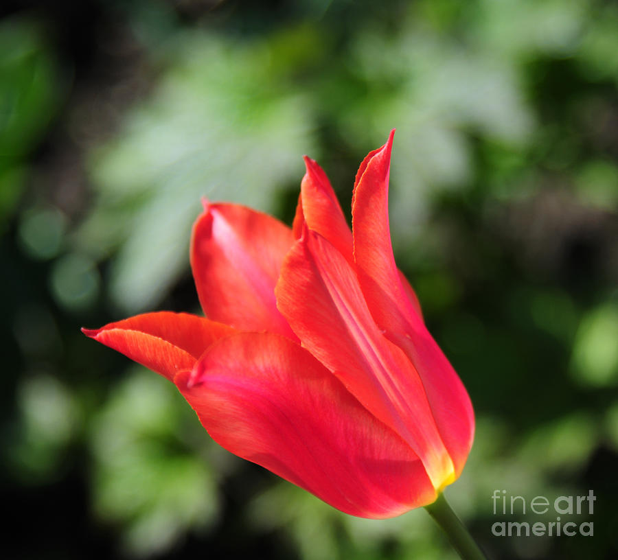 Red Tulip Photograph by Joe Ng