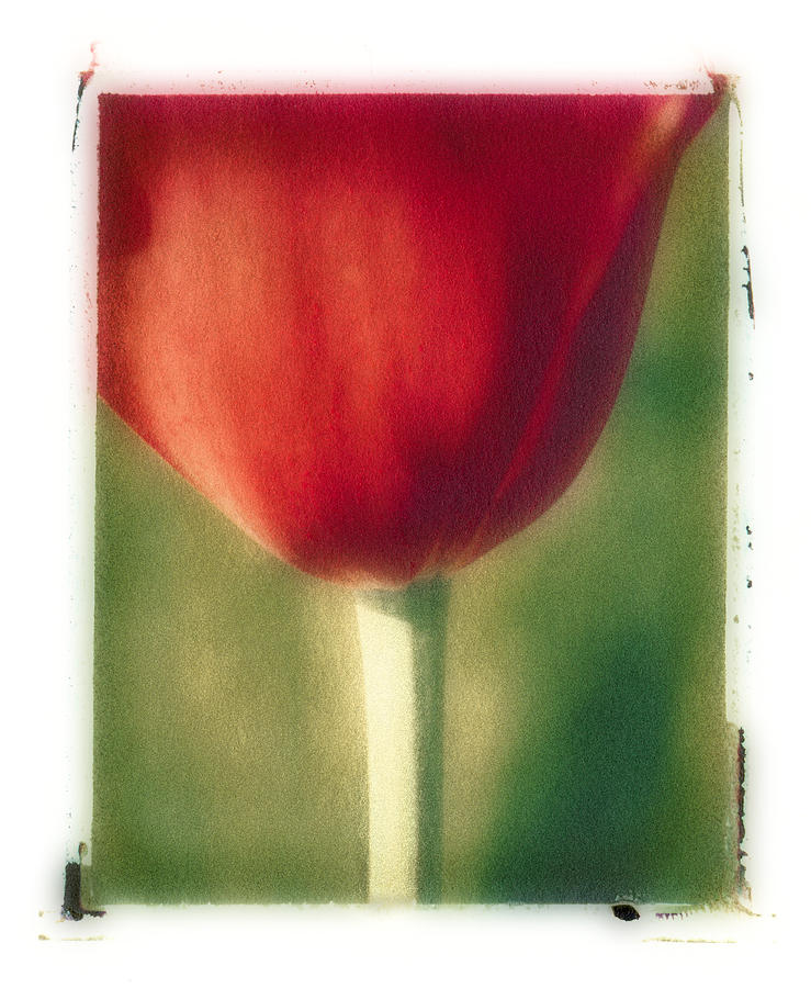 Red Tulip Photograph by Joye Ardyn Durham