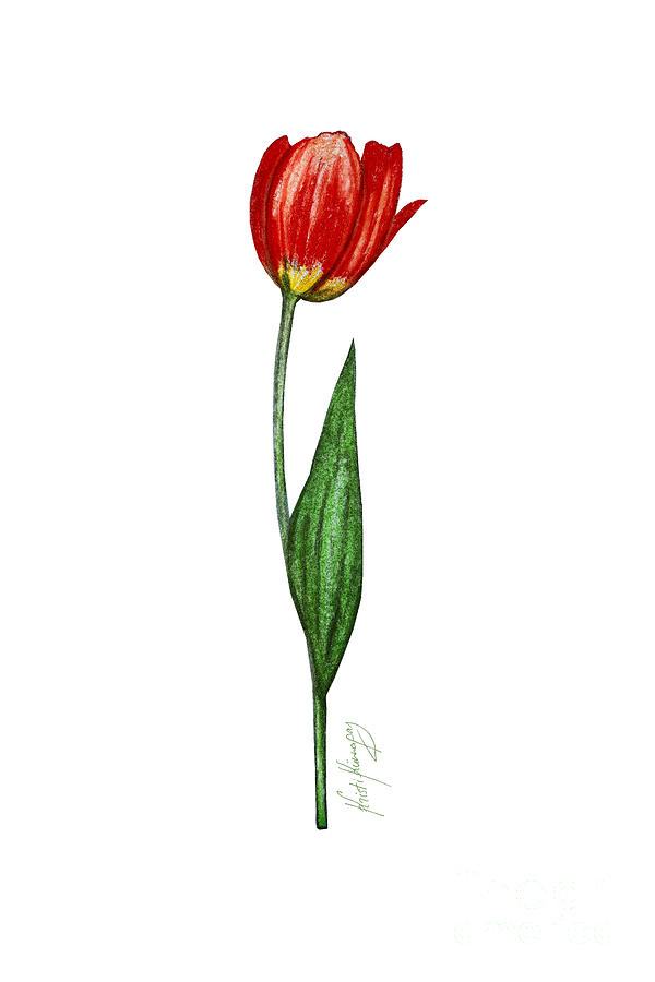 Spring Painting - Tulip III by Kristi Kunnapas