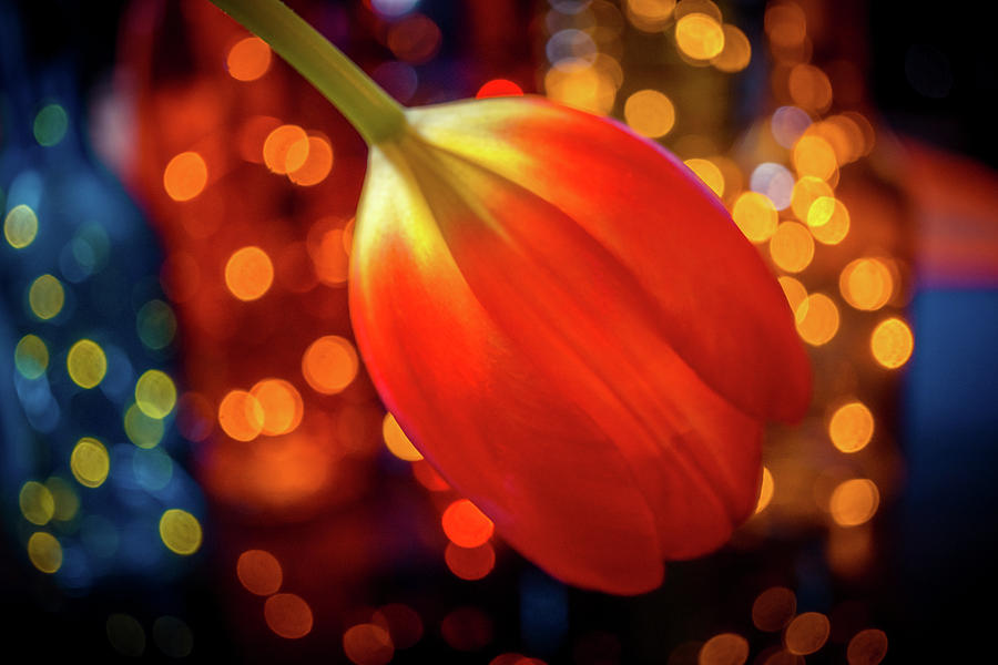 Red Tulip Photograph