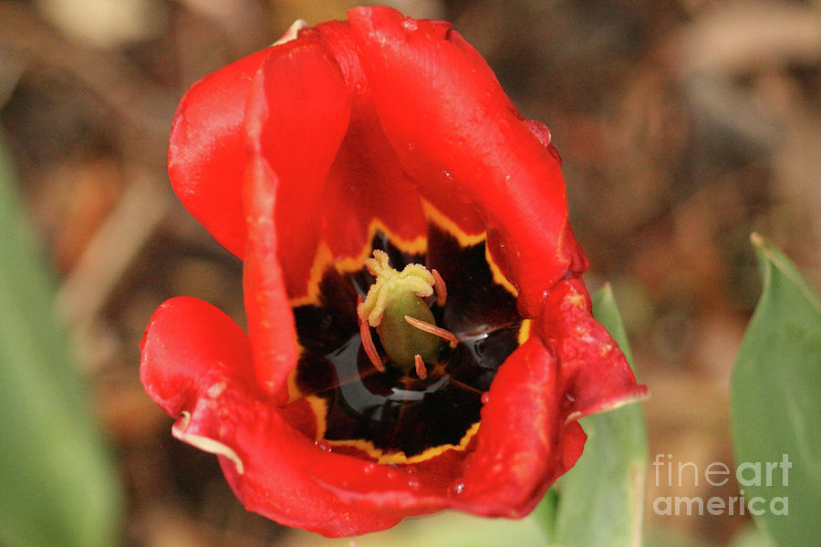 Red Tulip Photograph by Lori Moon