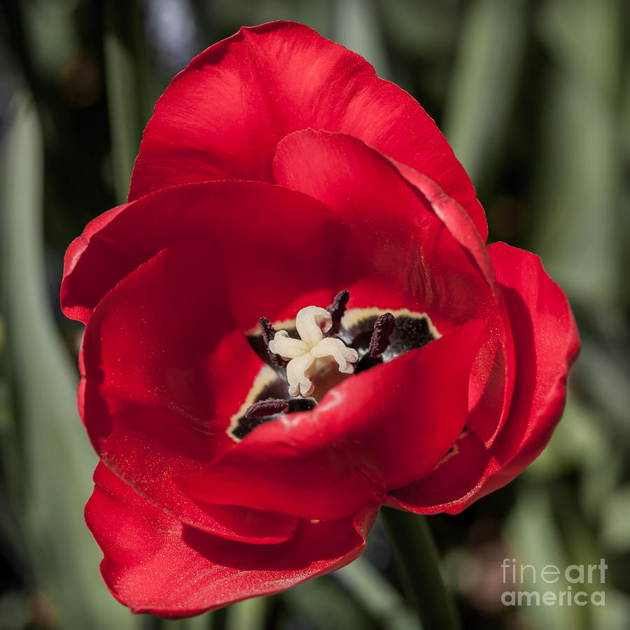 Tulip Photograph - Red Tulip by Lucid Mood