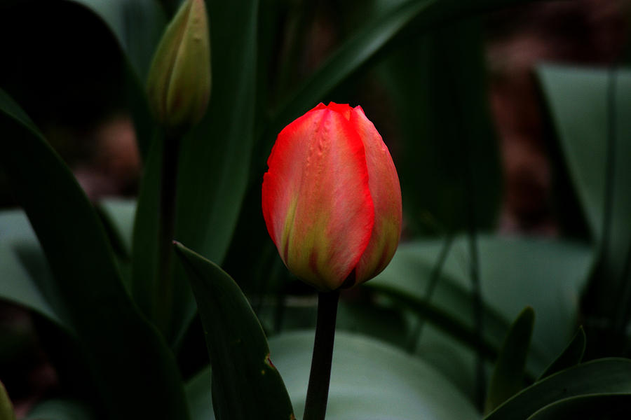 Red Tulip Photograph By Martin Morehead Fine Art America 0933