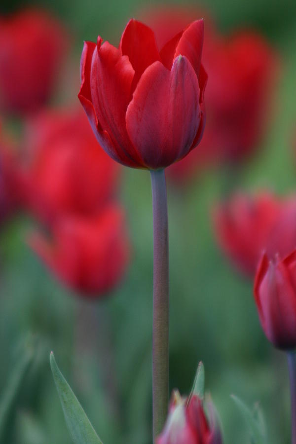 Red Tulip Photograph by Martina Fagan