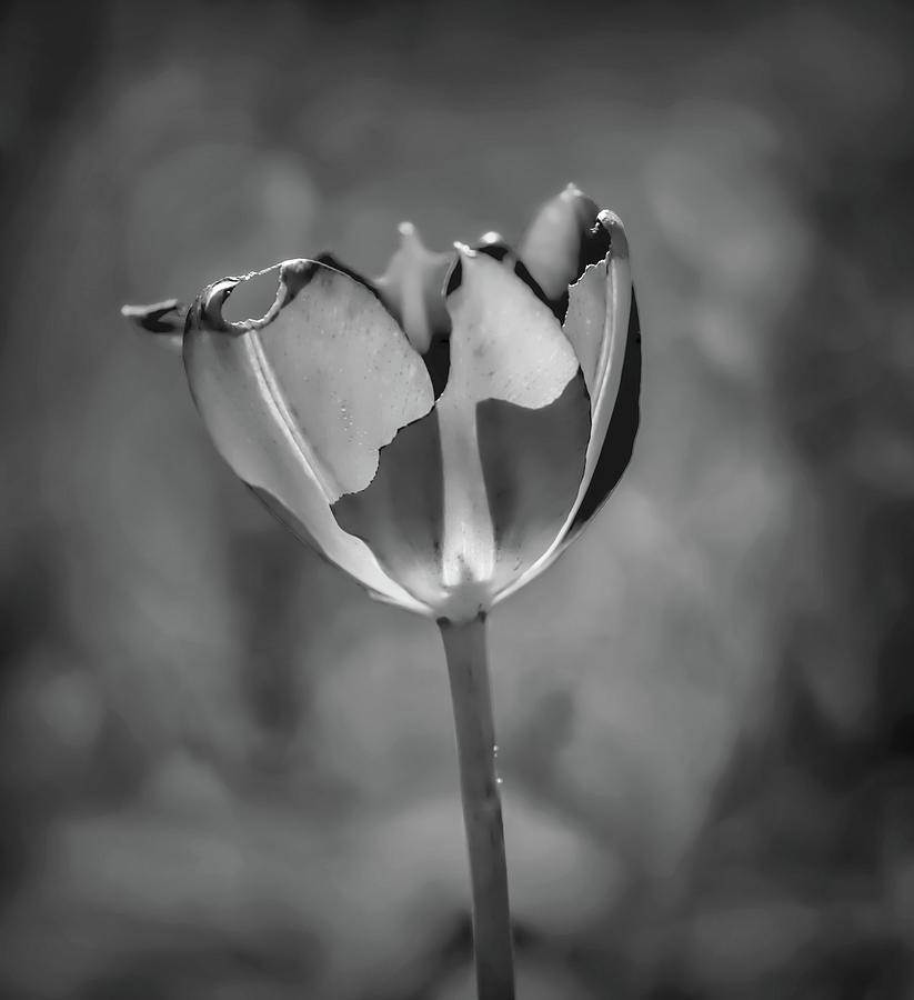 Red Tulip May 2016 #1 BW Photograph by Leif Sohlman