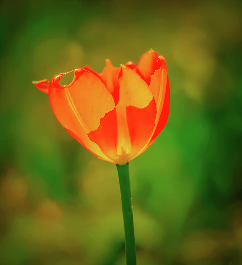 Red Tulip May 2016 #1 Photograph by Leif Sohlman