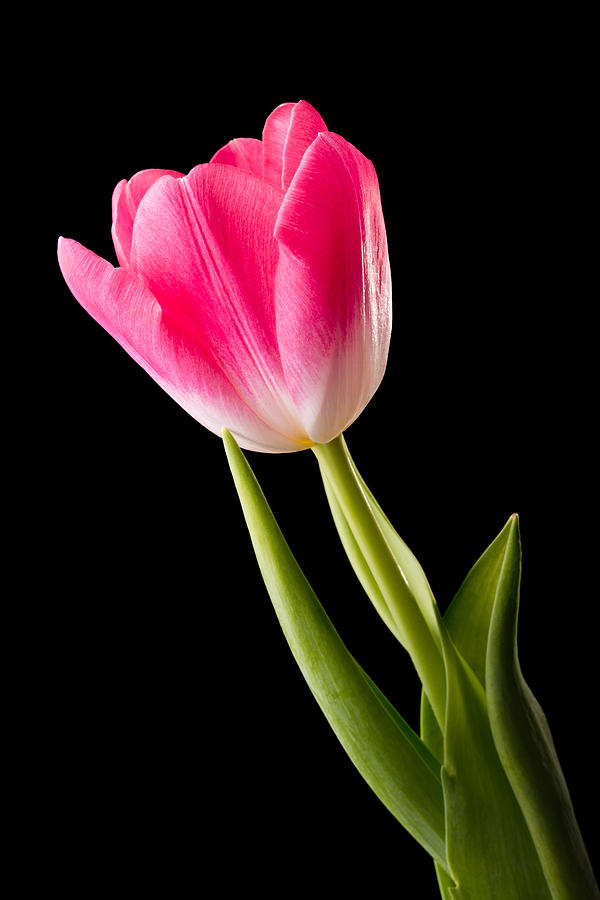 Red Tulip on Black Background Photograph by Alain De Maximy