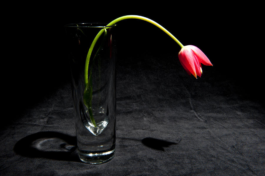 Red Tulip On Black Photograph by Helen Jackson