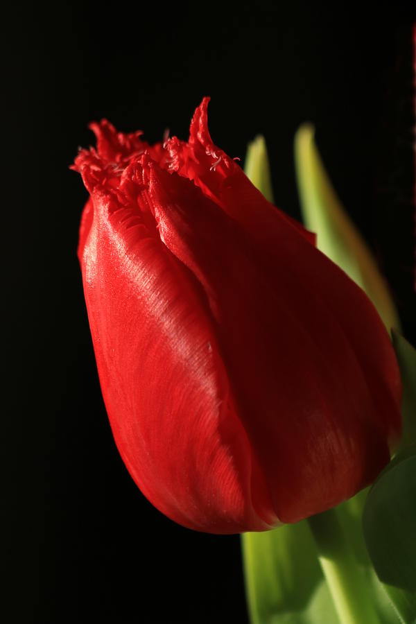 Red Tulip on Black Photograph by Sheila Brown