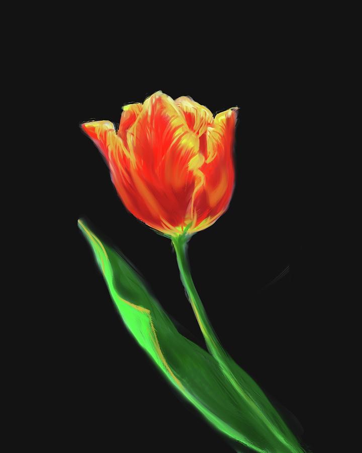 Red Tulip on Velvet Black Digital Art by Cynthia Westbrook