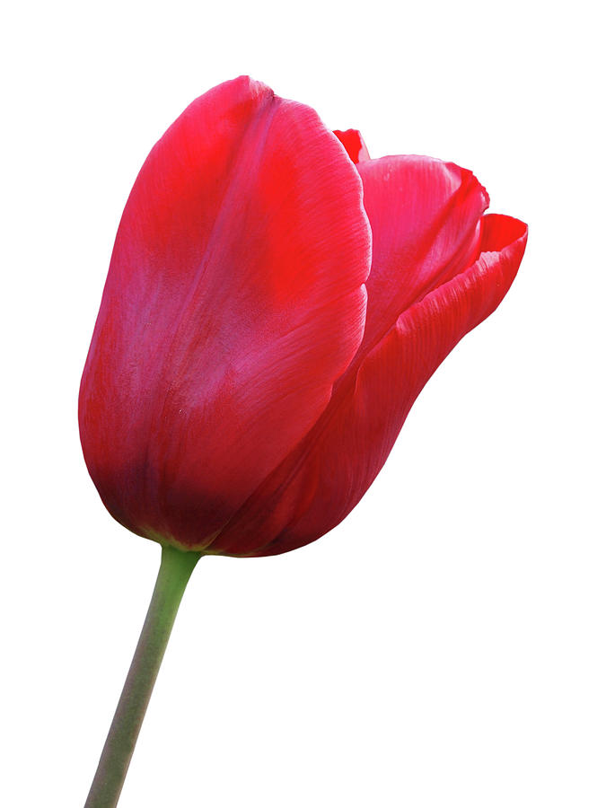 Red Tulip On White Photograph by Gill Billington