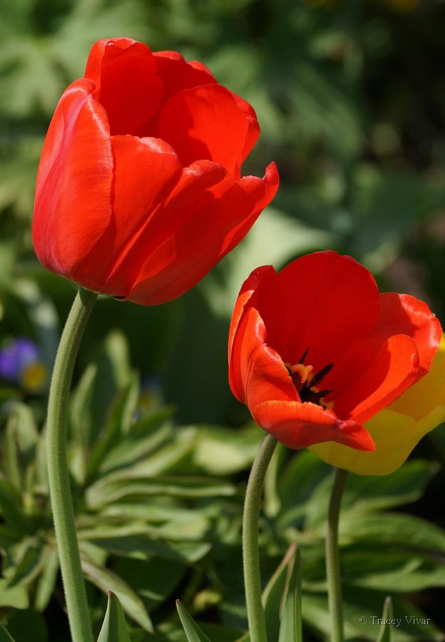 Red Tulip Pair Photograph by Tracey Vivar