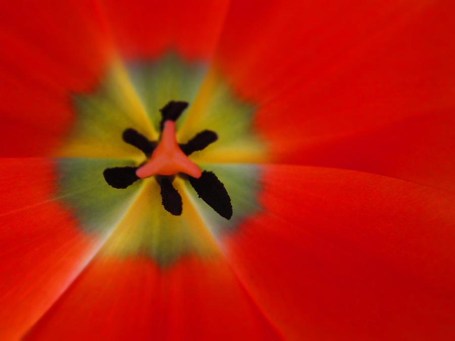 Red Tulip Photograph by Pat Exum