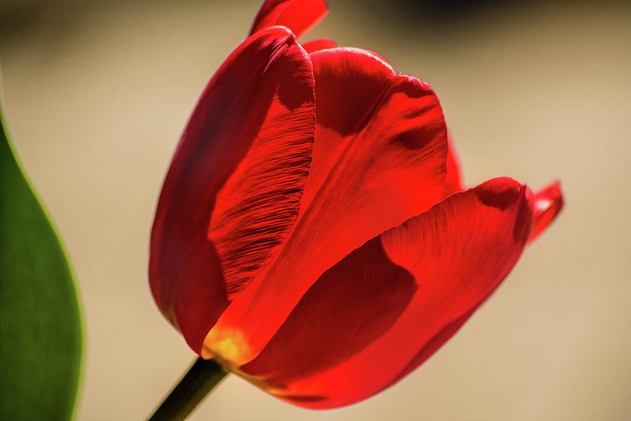 Red Tulip Profile Photograph by Don Johnson