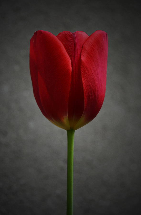 Red Tulip Photograph by Richard Andrews