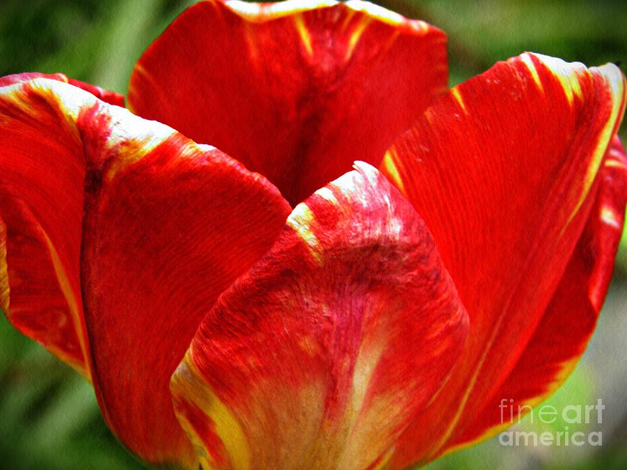 Tulip Photograph - Red Tulip by Sarah Loft