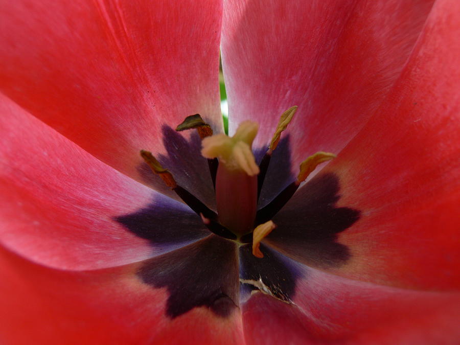 Red Tulip Photograph by Serina Wells