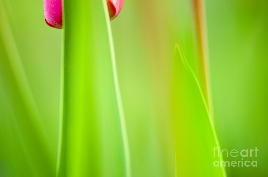 Spring Photograph - Red Tulip by Silke Magino