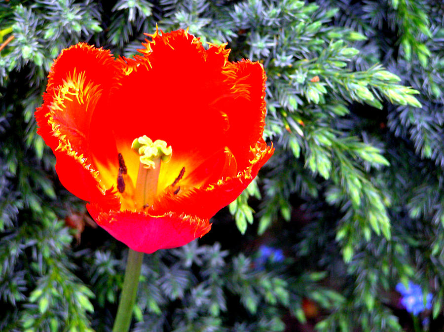 Red Tulip Photograph by Susie Weaver