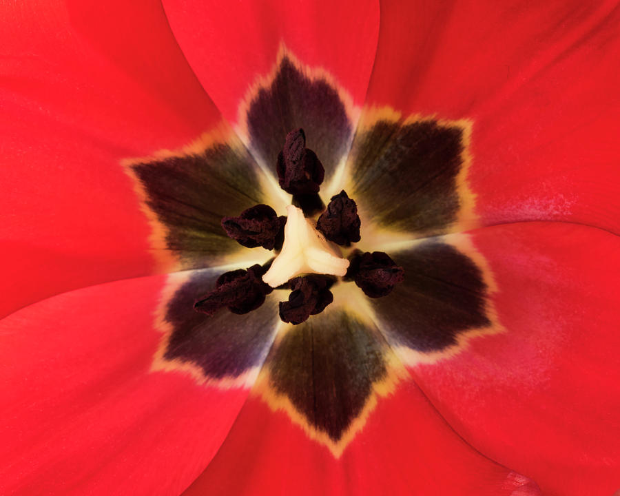 Red Tulip Symmetry Photograph by Jurgen Lorenzen