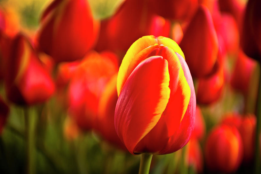 Dallas Photograph - Red tulip by Tamyra Ayles