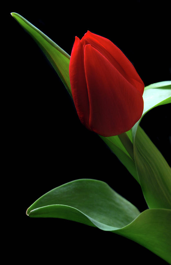 Nature Photograph - Red Tulip. by Terence Davis